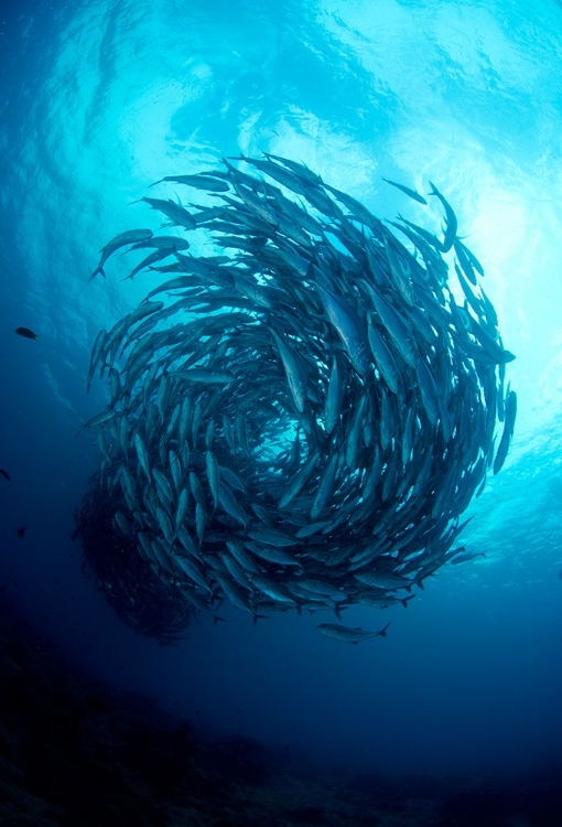 Picture of FISH TORNADO