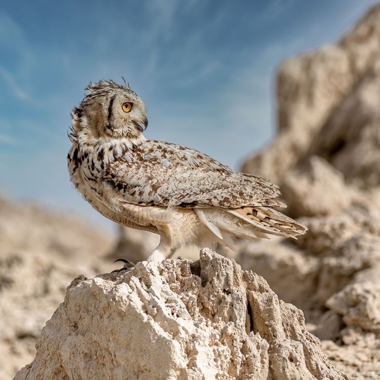 Picture of PHARAOH EAGLE OWL