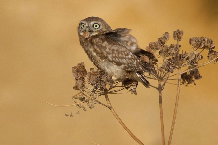 Picture of LITTLE OWL