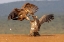 Picture of VULTURE FIGHT