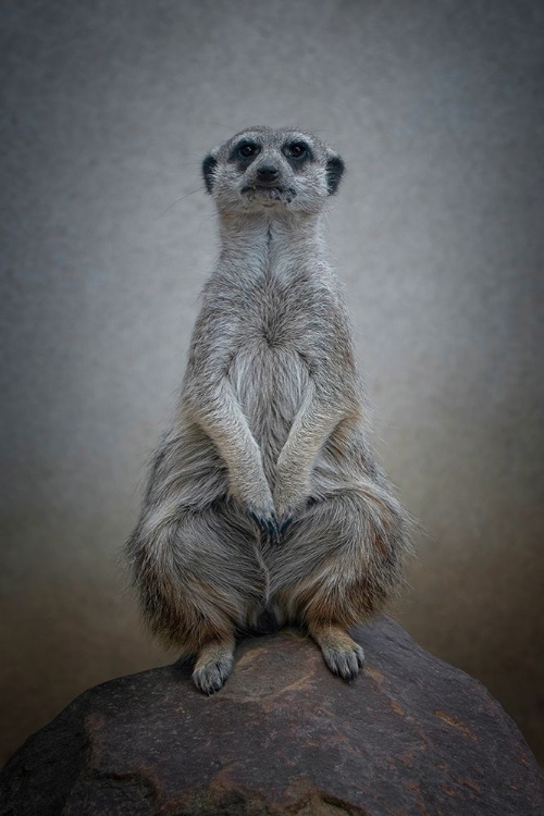 Picture of SURICATA SURICATTA - SENTINEL OF THE DESERT