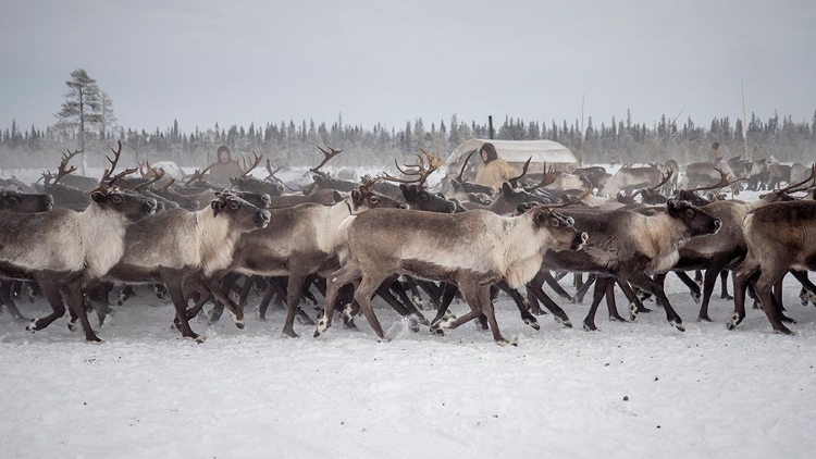 Picture of HERD IN THE CAMP