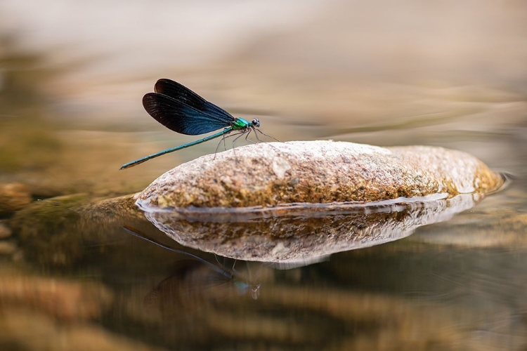 Picture of DAMSELFLY