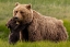 Picture of BROWN BEAR AND CUB