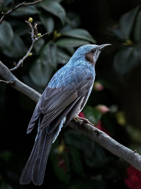 Picture of MY BLUE BIRD