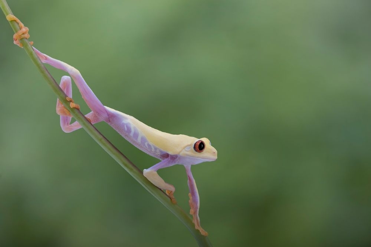 Picture of MORNING STRETCH