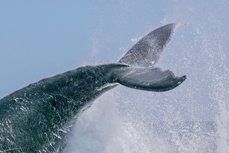 Picture of ESCORT TAIL