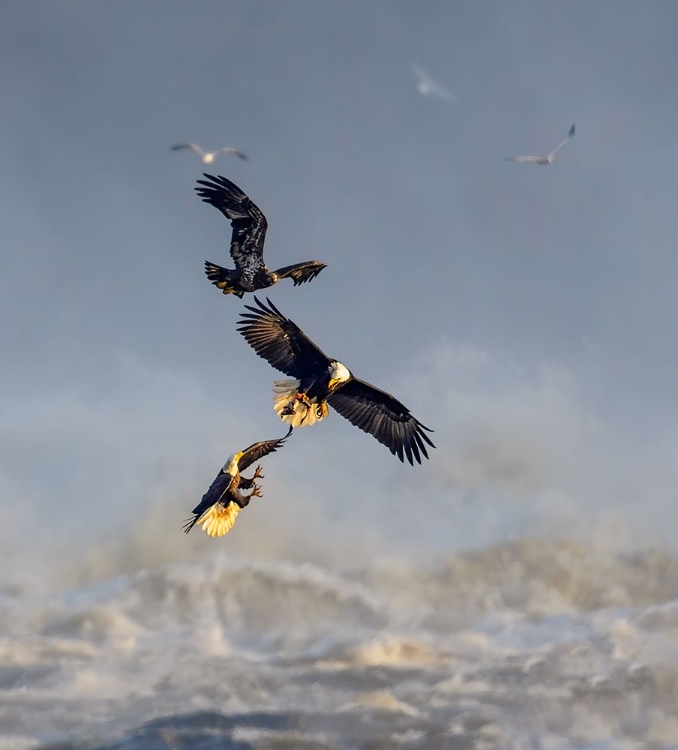 Picture of BALD EAGLES