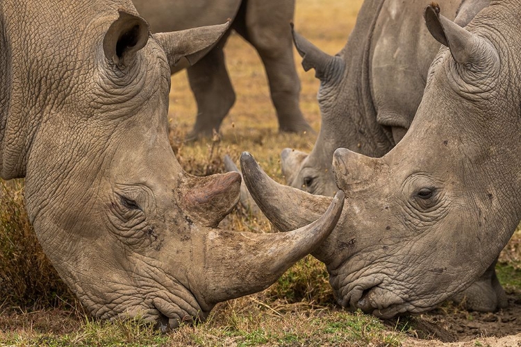 Picture of WHITE RHINOS CLOSE UP