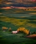 Picture of WHEAT FIELD 3