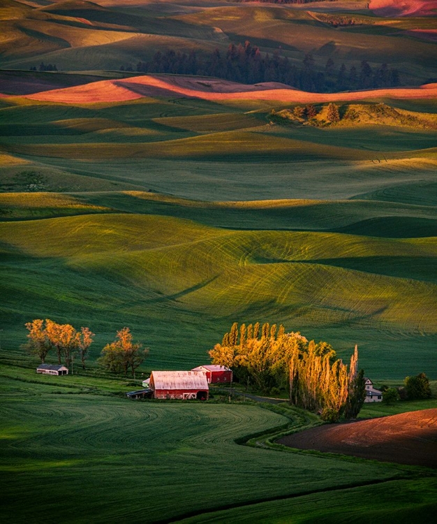 Picture of WHEAT FIELD 3