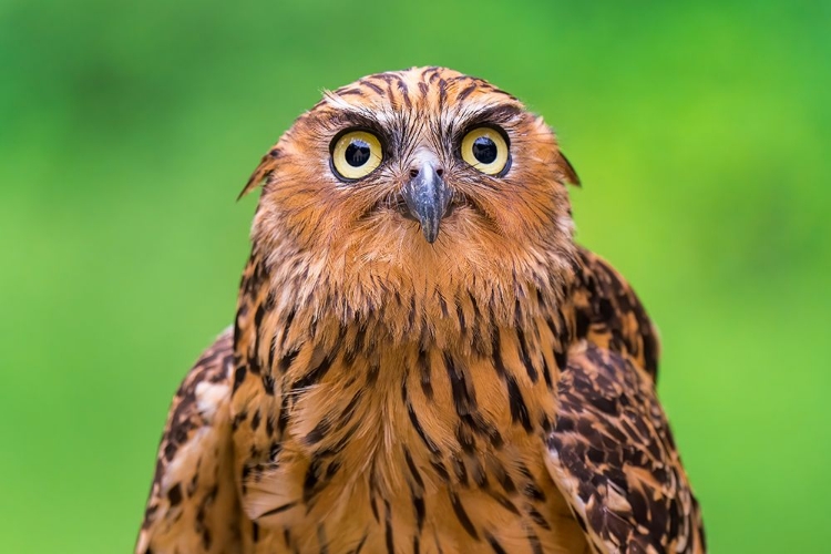 Picture of BUFFY FISH OWL POTRAIT