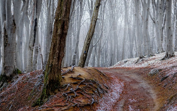 Picture of FOREST BETWEEN FALL AND WINTER WITH RUSTY LEAVES AND A LEADING PATH