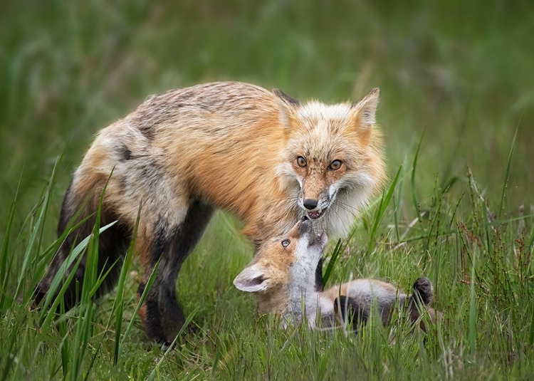 Picture of FOXES