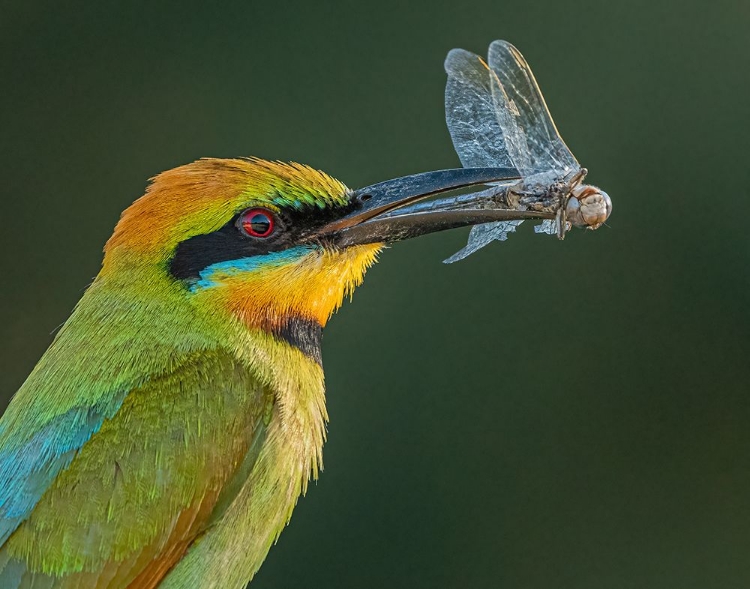 Picture of RAINBOW BEE-EATER