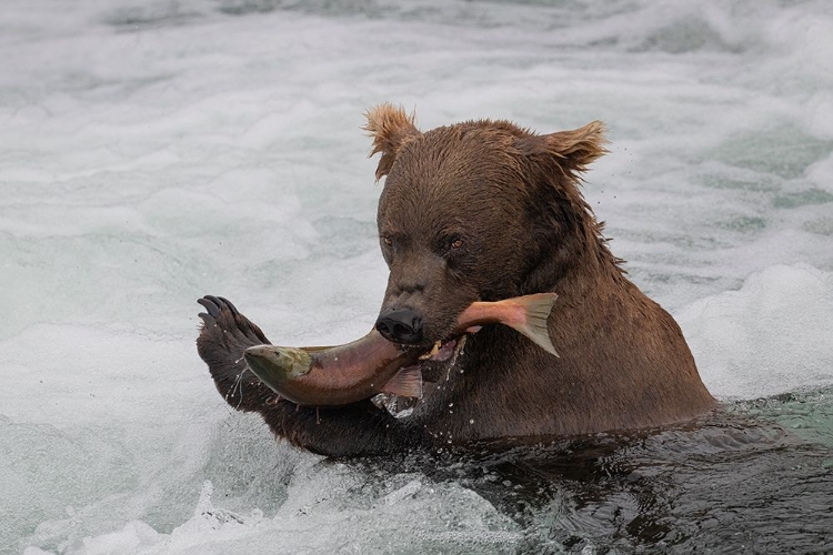 Picture of FRESH SALMON