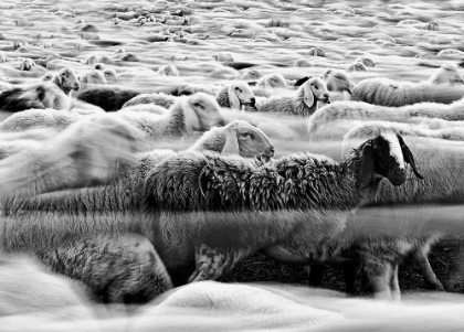Picture of RIVER SHEEP ||