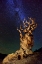 Picture of BRISTLECONE PINE