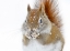 Picture of CHRISTMAS SQUIRREL