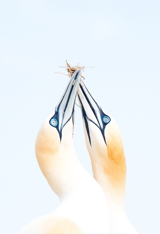 Picture of GANNETS IN LOVE