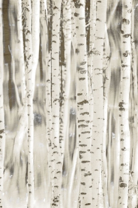 Picture of BIRCHES 3