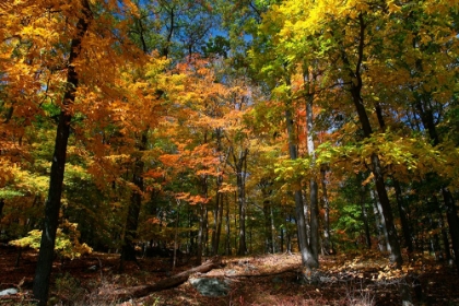 Picture of AUTUMN CLEARING