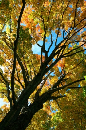 Picture of AUTUMN MAPLE VERTICAL