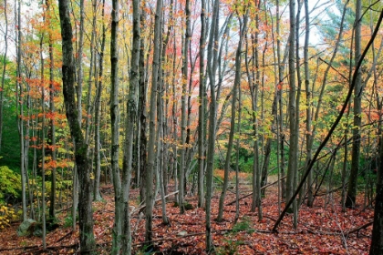 Picture of GREY TREE STAND AUTUMN