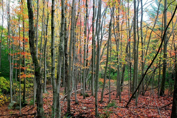 Picture of GREY TREE STAND AUTUMN