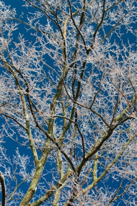 Picture of ICE STORM BRANCHES