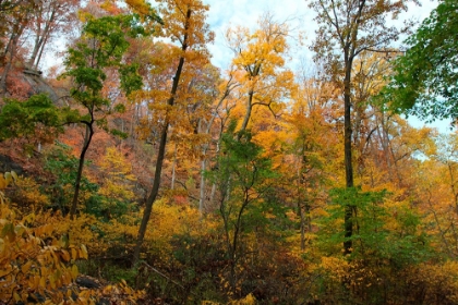 Picture of INWOOD MANHATTAN AUTUMN