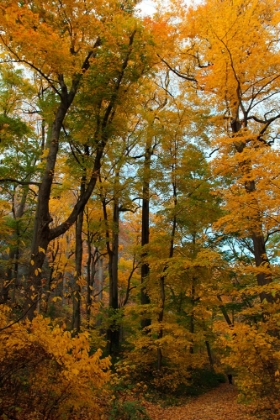 Picture of INWOOD PARK FALL VERTICAL