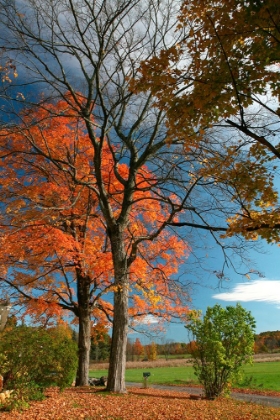 Picture of LATE FALL MAILBOX VERTICAL