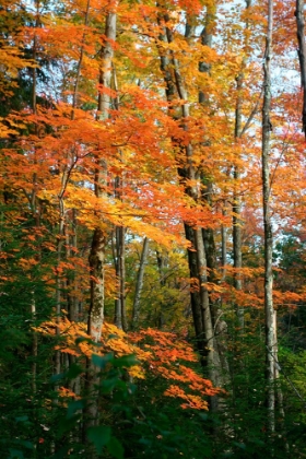 Picture of ORANGE YELLOW FALL VERTICAL 9840
