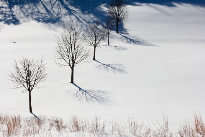 Picture of WINTER FIELD SILHOUETTES