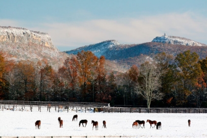 Picture of EARLY SNOW HORSE PADDOCK