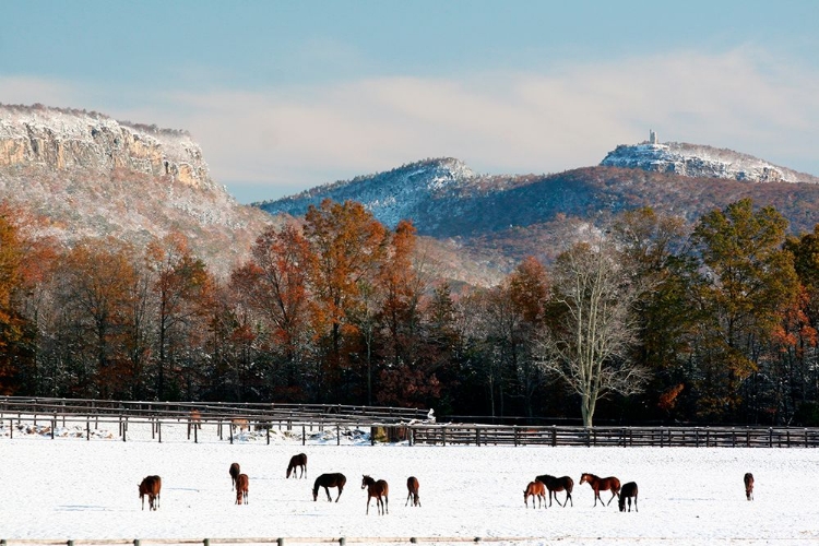 Picture of EARLY SNOW HORSE PADDOCK