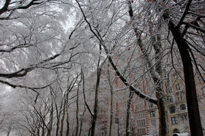 Picture of SNOW COVERED TREES APARTMENTS