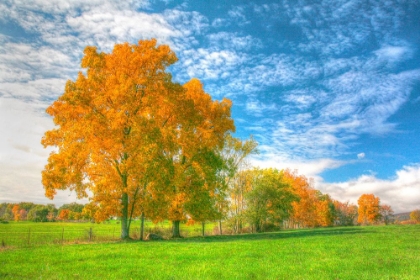 Picture of AUTUMN TREE LINE
