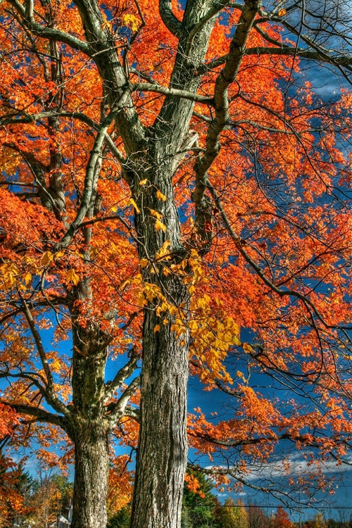 Picture of GRANDPARENT TREES