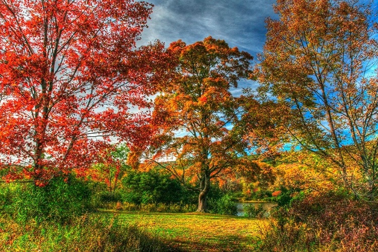 Picture of TILLSON LAKE TREES