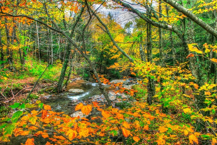 Picture of FALL BROOK ORANGE FO