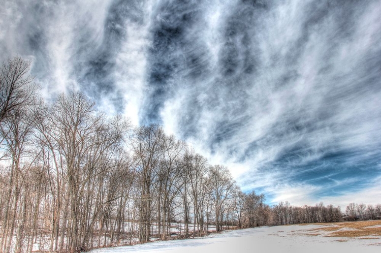 Picture of WINTER TREELINE