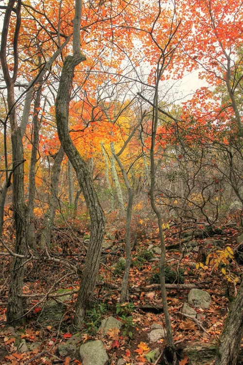 Picture of LATE AUTUMN ORANGE VERTICAL