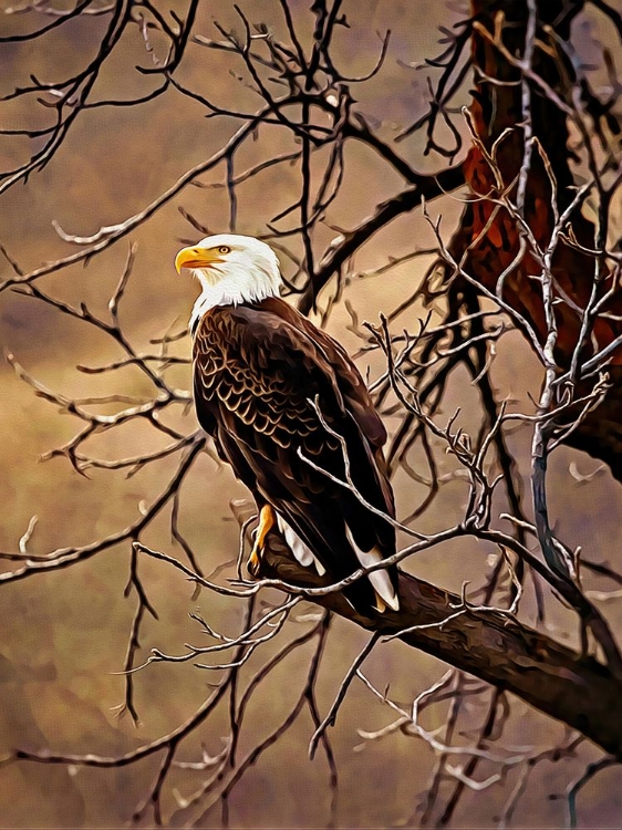 Picture of BALD EAGLE