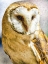 Picture of BARN OWL