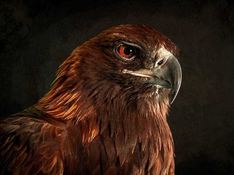 Picture of GOLDEN EAGLE