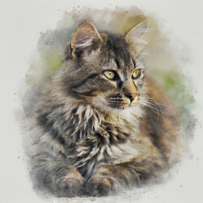 Picture of MAINE COON CAT