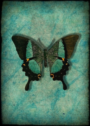 Picture of VINTAGE BUTTERFLY