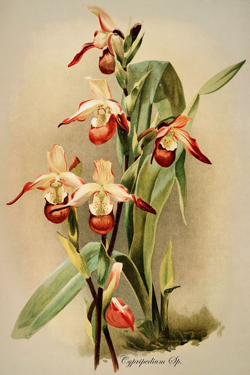 Picture of CYPRIDEDIUM ORCHID